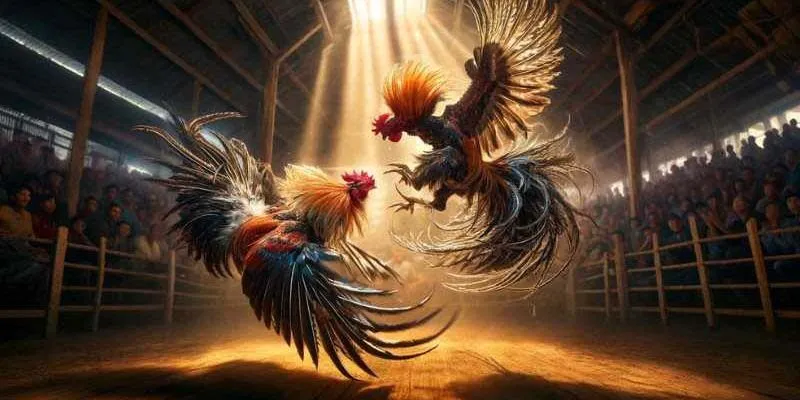 Tất Tần Tật Về Đá Gà Cựa Dao Cuộc Chiến Của Bản Lĩnh 