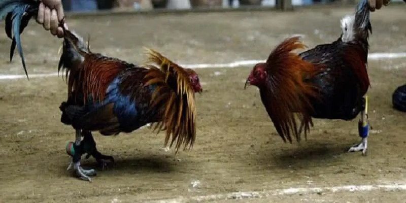 Mẹo Chơi Đá Gà Cựa Sắt Yếu Tố Quyết Định Thắng Thua