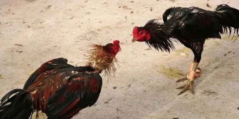 Đá Gà Miền Tây Sự Kết Hợp Giữa Mạo Hiểm Và Nghệ Thuật