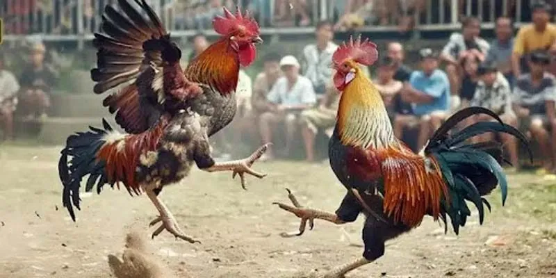 Đá Gà Trực Tiếp Trải Nghiệm Chọi Kê Kịch Tính Mới Nhất