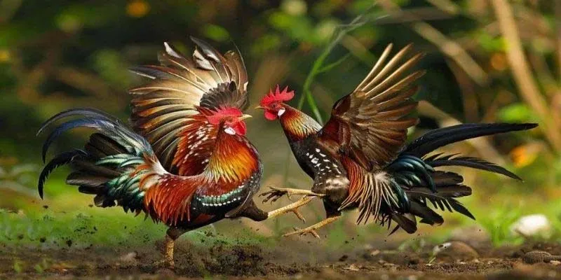 Điểm khác biệt khi theo dõi trực tuyến