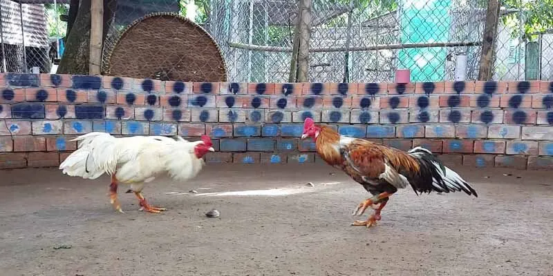 Giải mã thắc mắc về đá gà đòn dành cho người chơi